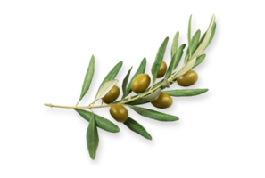 Olive png transparent background