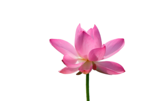 Lotus Blume png transparent Hintergrund