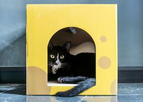 Black cat in pet booth photo