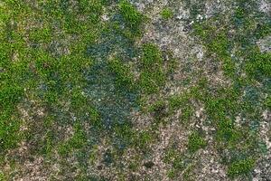 Cement wall with green moss photo