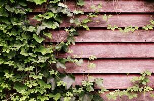 Creeping plant on wooded wall background photo