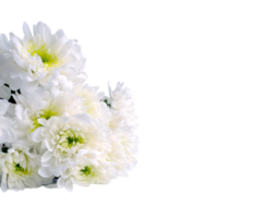 White baneberry flower png transparent background