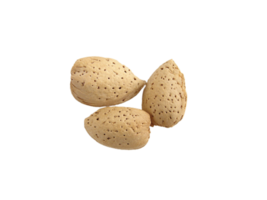 noccioline cibo mandorla secco frutta png