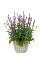 faux salvia fleur png transparent Contexte