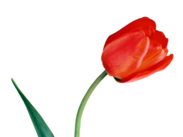 tulipa flor png transparente fundo