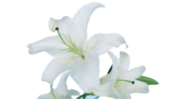 lily flower png transparent background
