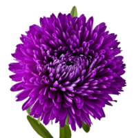 Aster Blume png transparent Hintergrund