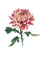 chrysanthème fleur png transparent Contexte