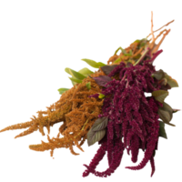 amaranth flower png transparent background