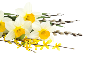 narciso fiore png trasparente sfondo