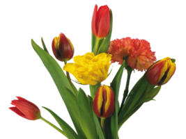 Tulip flower png transparent background