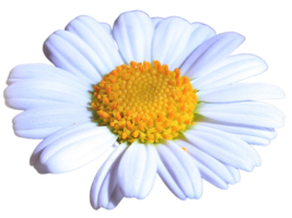 fête Marguerite fleur png transparent Contexte