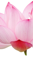 lotus flower png transparent background