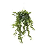 Hedera Helix png transparent background