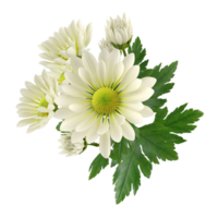 chrysanthème fleur png transparent Contexte