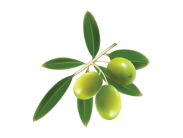 aceituna png transparente antecedentes