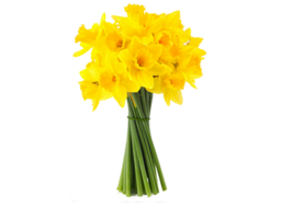 gele narcis bloem PNG transparant achtergrond