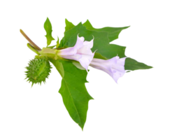 datura fiore png trasparente sfondo