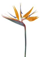 Vogel von Paradies Blume png transparent Hintergrund