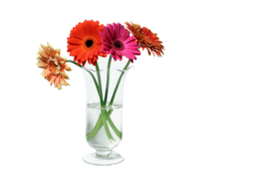 gerbera png transparente antecedentes