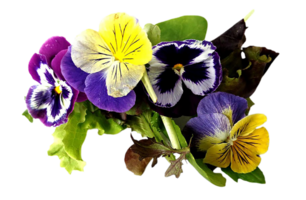 viola flower png transparent background