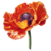 poppy flower png transparent background