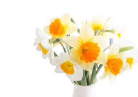 daffodil flower png transparent background