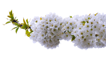 White baneberry flower png transparent background