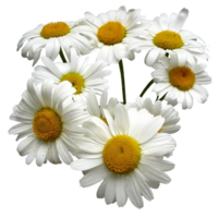 Marguerite fleur png transparent Contexte