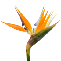 pájaro de paraíso flor png transparente antecedentes