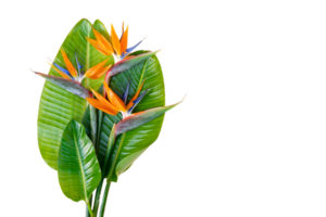 bird of paradise flower png transparent background