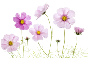 cosmos flor png transparente fundo