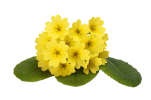 kväll jordviva blomma png transparent bakgrund