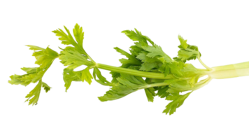 celery png transparent background