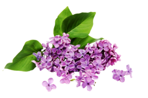 Lilac flower png transparent background