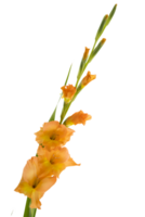 gladiolus png transparent background