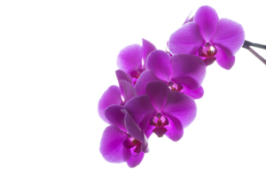 orquídea flor png transparente fundo