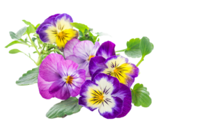 viooltje bloem PNG transparant achtergrond