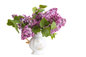 Lilac flower png transparent background