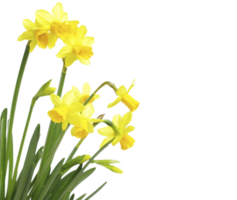 narciso flor png transparente fundo