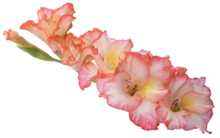 gladiolus png transparent background