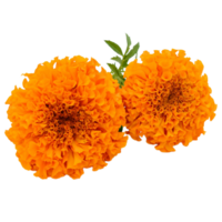 Marigold flower png transparent background