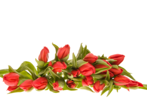 Tulip flower png transparent background