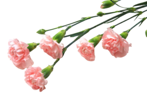 carnation flower png transparent background