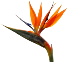 bird of paradise flower png transparent background