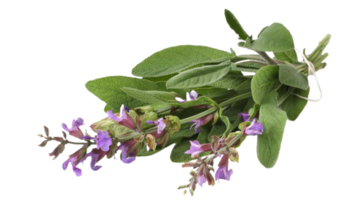 false salvia bloem PNG transparant achtergrond