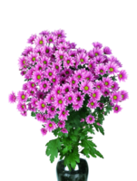 krysantemum blomma png transparent bakgrund