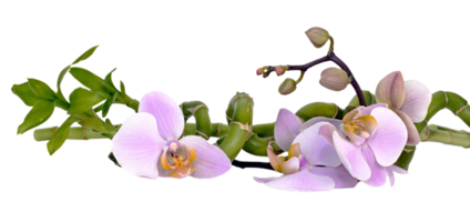 Orchidee Blume png transparent Hintergrund