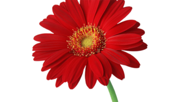 Gerbera png transparent background