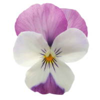 viola flower png transparent background